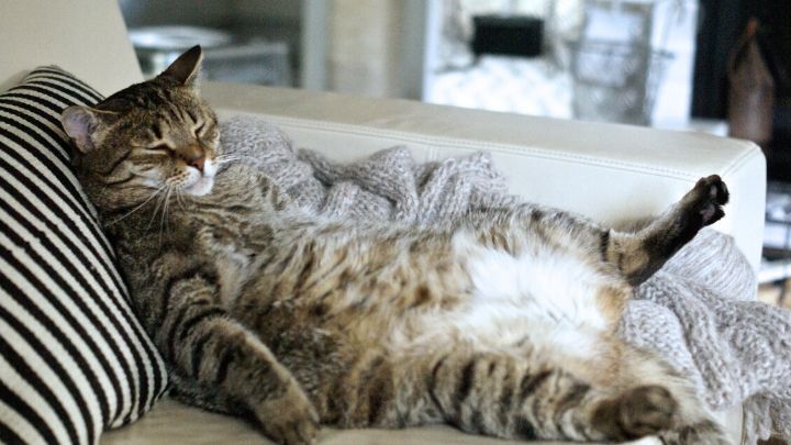 Lazy cat